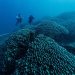 Ils trouvent le plus gros corail de la planète aux Îles Salomon