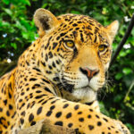 Journée mondiale de la conservation du jaguar 2024