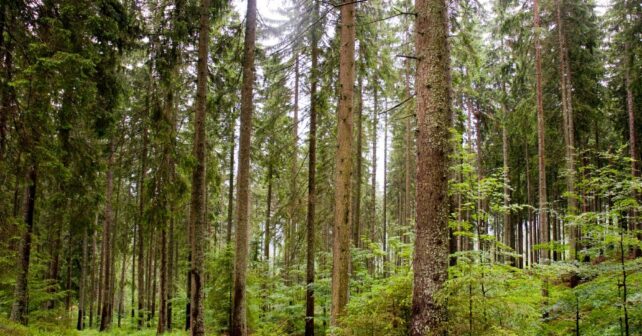 Andalucía economía circular política forestal 2025