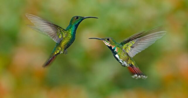 COP16 Biodiversidad sin acuerdos relevantes