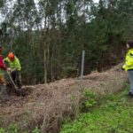 La Galice va reboiser les berges de l'autoroute Morrazo avec 35 000 arbres indigènes