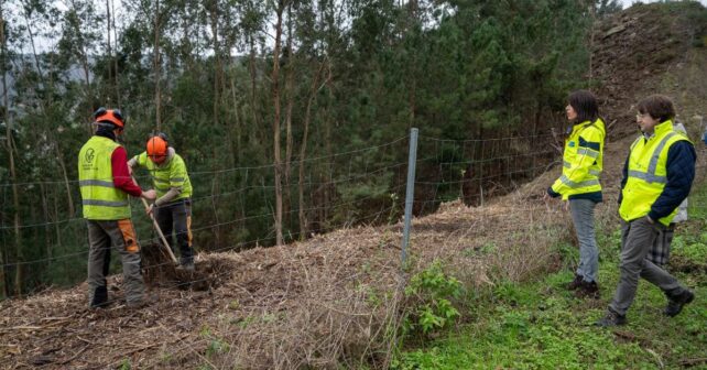 Galicia autovía Morrazo árboles autóctonos