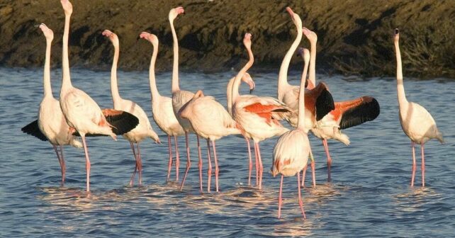 Andalucía biodiversidad Marismas Odiel