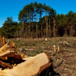 La Rioja participera au « Comité CE sur la régulation de la déforestation »