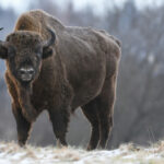 La mauvaise idée de la semaine : introduire le bison d'Europe dans la péninsule ibérique