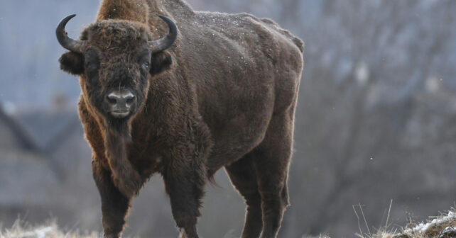 Bisonte europeo Península Ibérica