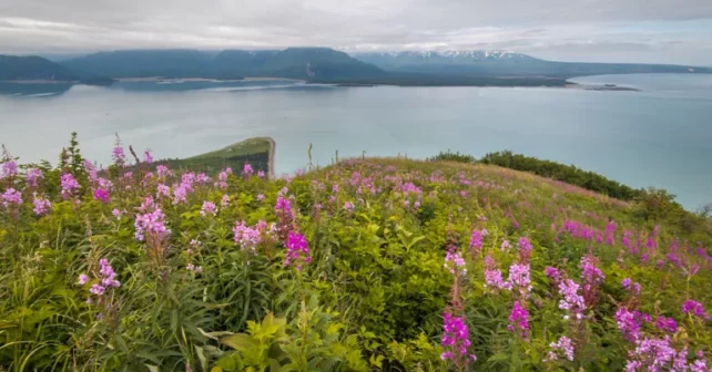 Les fleurs sauvages fleurissent près du sommet de l'île Chisik, culminant à 2 674 pieds, surplombant la baie de Tuxedni en Alaska. La baie de Tuxedni, au bord du parc national et réserve du lac Clark, est un habitat essentiel pour les bélugas de Cook Inlet, une espèce en voie de disparition. Pourtant, une mine d'or proposée pour une zone connue sous le nom de Johnson Tract à l'intérieur du parc national comprendrait un port industriel majeur et une route de transport sur la rive non développée de la baie de Tuxedni, mettant en péril ce refuge tranquille. | Photo de Hamish Laird