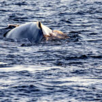 La protection inexistante des baleines stoppe les collisions avec les navires