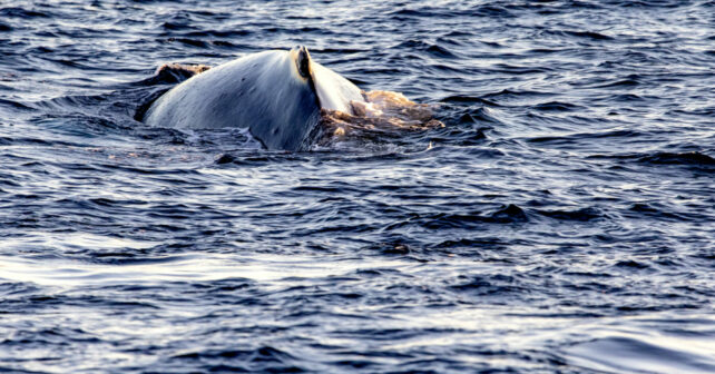 Ballenas colisión barcos