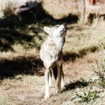 Le Conseil andalou de la biodiversité donne sa « bénédiction » au projet de loi forestière