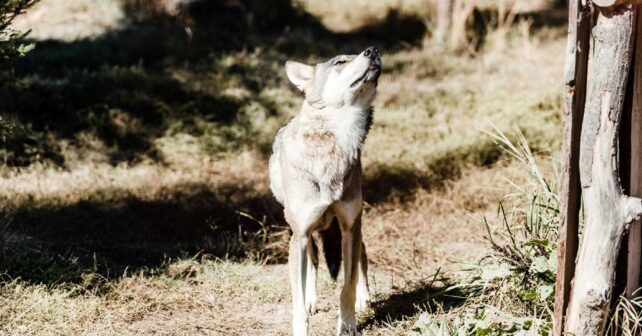 Consejo Andaluz Biodiversidad Ley Montes