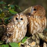 Nouvelle caméra en direct au nid d’un couple de chouettes hulottes