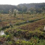 Projet FLUVIATILIS : récupérer la forêt riveraine de La Huertecica