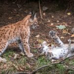 Projet LIFE+ LYNXCONNECT : les deux premiers chiots sont nés à Sierra Arana