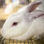 Une recherche révèle la souffrance des lapins en cage et renforce l'urgence d'interdire l'utilisation des cages en Europe