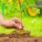 L'Andalousie promeut la foresterie et le reboisement, elle a planté 2,5 millions d'arbres au cours des cinq dernières années