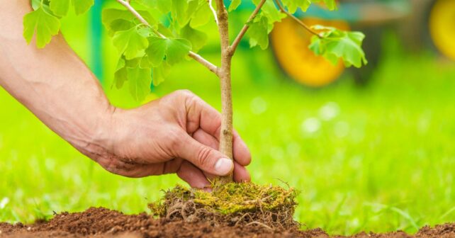 Andalucía selvicultura reforestación