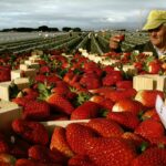 Le Gouvernement d'Andalousie ne respecte pas systématiquement le Plan Fraise à Doñana, 10 ans après son approbation