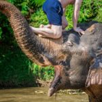 1er cours sur le « Tourisme Responsable avec les Animaux » : réservé aux professionnels du secteur