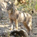 400 nouveaux spécimens de lynx ibérique sont nés tout au long de l'année 2024 en Castille-La Manche