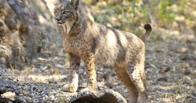 lince ibérico 2024 Castilla-La Mancha