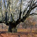 Aide à la conservation des « arbres uniques » en Galice