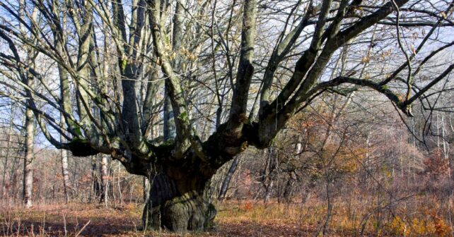 conservación árboles singulares Galicia