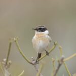 Canary Stonechat : un oiseau endémique de l'archipel sur le point de s'effondrer à cause du changement climatique