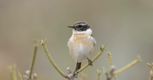 Tarabilla Canaria endémica colapsar cambio climático