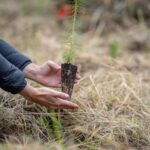 Carrefour : reforestation des forêts espagnoles