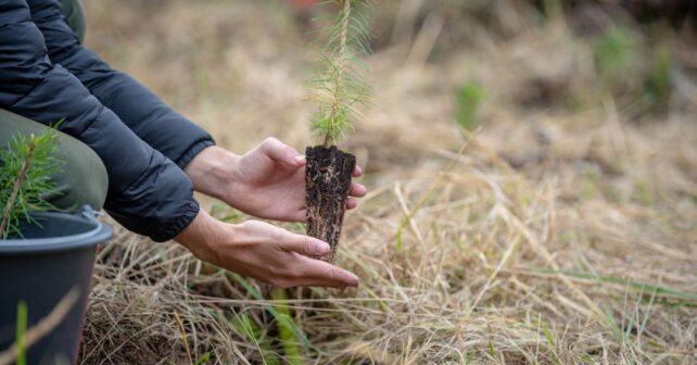 Carrefour reforestación bosques españoles