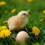 Castille-La Manche alloue des fonds pour la transition de la ponte en cage à la ponte biologique, en liberté ou au sol