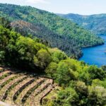 Conservation du paysage dans les vignobles de la Ribeira Sacra (Galice)