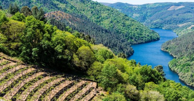 paisaje viñedos Ribeira Sacra Galicia