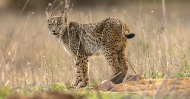 Fundación Endesa biodiversidad Parques Nacionales