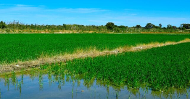 HortiGO2 Global Omnium arrozales Albufera Valencia