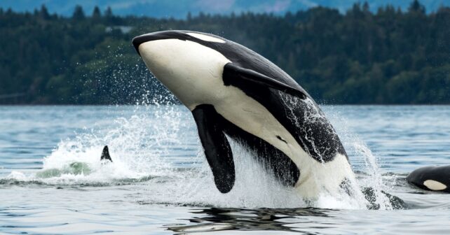 orcas cazar tiburones ballena