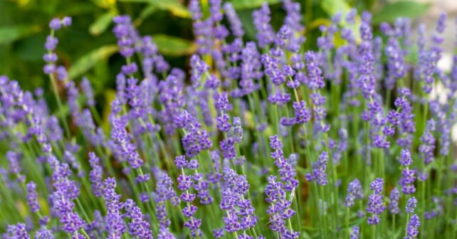 plantas aromático medicinales Murcia