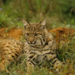 Journée internationale du lynx ibérique 2024