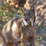 L'Andalousie valorise ses efforts pour la conservation du lynx ibérique