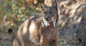 Andalucía conservación lince ibérico