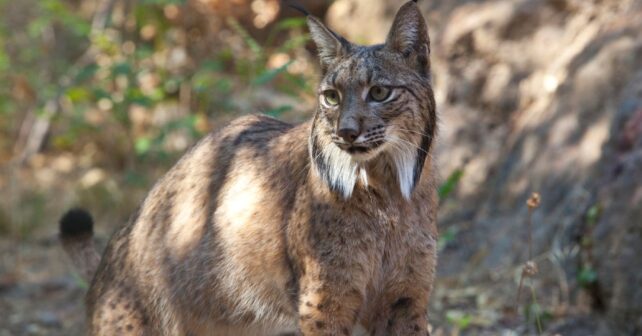 Andalucía conservación lince ibérico