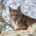 La Sierra María, l'Andalousie et la Région de Murcie unissent leurs forces pour créer une nouvelle zone de présence du lynx ibérique