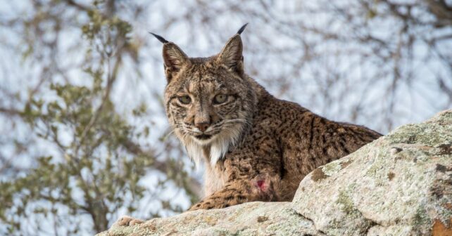 Sierra María Andalucía Región de Murcia lince ibérico