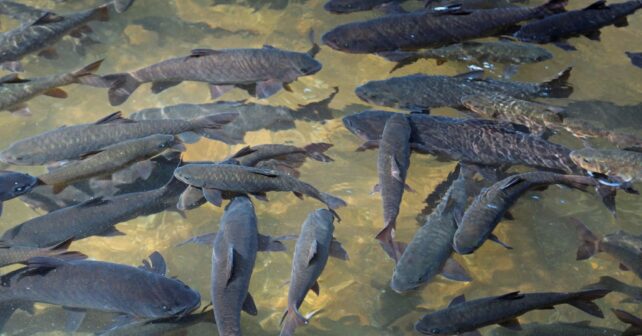 comunidad científica bienestar peces sector acuícola español