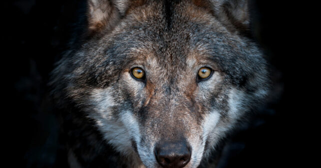 Unión Europea protección lobo