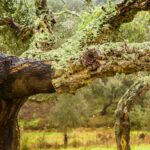 Les chênes-lièges de Doñana « victimes » de la fourmi argentine envahissante