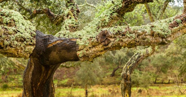 Alcornoques Doñana hormiga invasora argentina