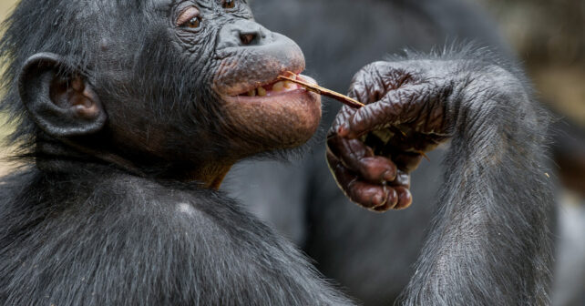 Chimpancés nueces