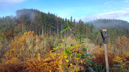 Fundación Lurgaia masas forestales autóctonas